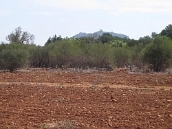 Felanitx1